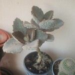 Kalanchoe beharensis fangЛист