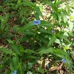 Commelina ensifolia 花