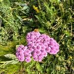 Achillea distansBlüte