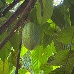 Theobroma cacao Fruchs