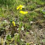 Ranunculus millefoliatus Habit