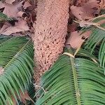 Cycas revoluta ഫലം