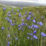 Campanula rotundifoliaফুল