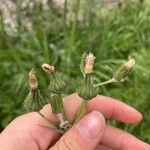 Sonchus oleraceusFlower