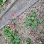 Heuchera sanguineaЦветок