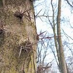 Gleditsia sinensis Bark