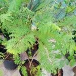 Delonix regia Blad