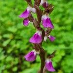 Anacamptis collina Květ