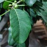 Ficus luschnathiana Feuille