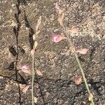 Polygala amboniensis Outro