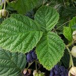 Rubus caesius Levél
