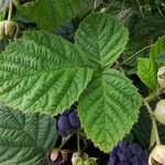 Rubus caesius Folha