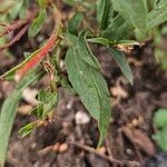 Gaura lindheimeri Blatt