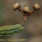 Hypericum ericoides Other