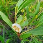 Trichodesma marsabiticum Flower