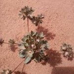 Androsace maxima Fula