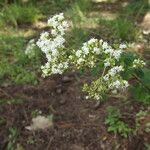 Stevia ovata Flor