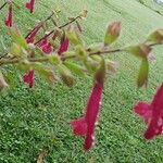 Salvia buchananii Flor