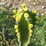 Euphorbia petraea Blomma