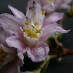 Deutzia staminea Flower