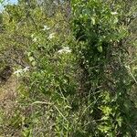 Jasminum fluminense Habitus