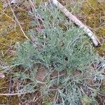 Artemisia absinthium Lehti