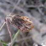 Senecio pflanzii Blomst