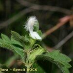 Acanthoprasium frutescens Other