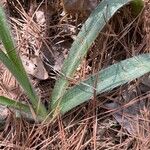 Tradescantia reverchonii Leaf