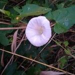 Calystegia silvaticaCvet