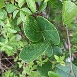 Canavalia rosea Leaf