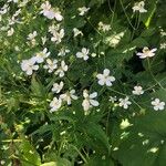 Ranunculus aconitifolius Vekstform