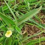 Commelina africana Virág