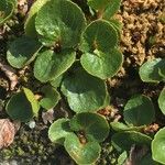 Salix herbacea Агульны выгляд