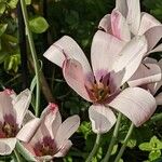 Tulipa clusiana Хабит