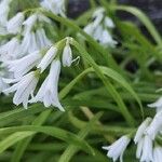 Allium triquetrum ᱵᱟᱦᱟ