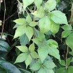 Parthenocissus quinquefoliaLeaf