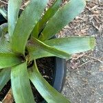 Aechmea caudata Blatt