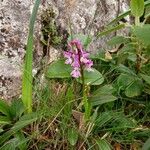 Orchis olbiensis പുഷ്പം
