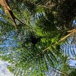 Caryota obtusa Hoja