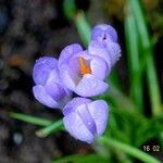 Crocus vernus Blomma