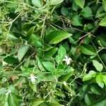 Jasminum fluminense Φύλλο