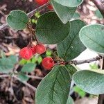 Cotoneaster nebrodensis Hedelmä
