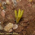 Sternbergia colchiciflora Arall