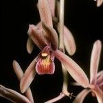 Cymbidium aloifolium Λουλούδι
