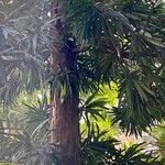 Podocarpus neriifolius पत्ता