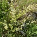 Galium lucidum Habit