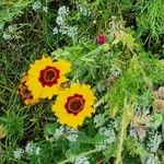 Coreopsis basalis Flower