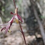 Hexalectris warnockii Flower