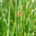 Juncus arcticus 花